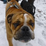 dog park