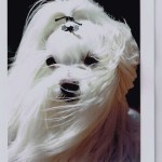 Shih Tzu dogtrotting.net