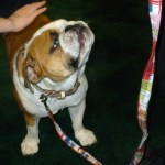 woofjocks dog