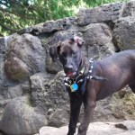 dog elora trails