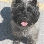 friendly dog at Peterborough Farmers Market