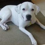 Edie the canine ambassador at Fairmont Pittsburgh