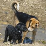 two dogs in dogpark, Guelph, Ontario