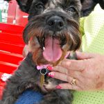 schnauzer on a boat
