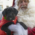 dog and santa clause from www.dogtrotting.net