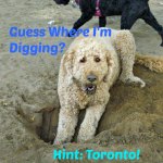 High Park Dog Park dogtrotting.net