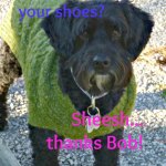 black schnoodle Victor www.dogtrotting.net