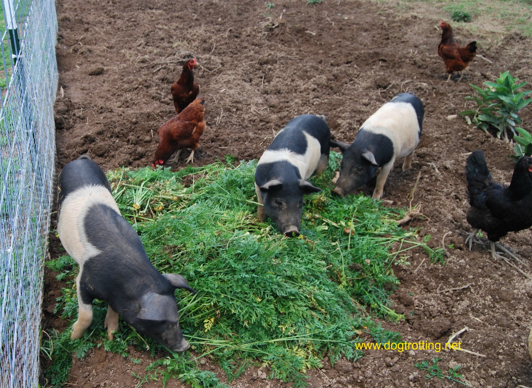 Travel Kentucky Dog Devotion at the Shaker Village Red Roof Road Trip