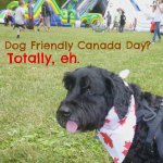 dog at Canada Day festival