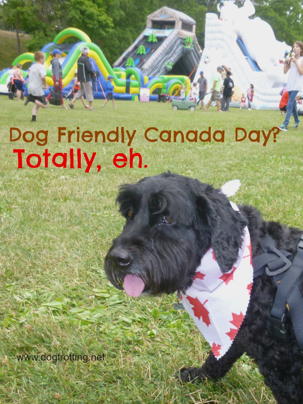 dog at Canada Day festival