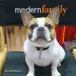 SuperZoo 2016 Pet Expo Las Vegas dogtrotting.net