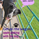 travel dog-friendly Apple Pie Trail