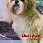 Westminster Dog Show 2017 Meet and Compete