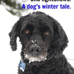 Victor in the snow dogtrotting.net