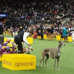Westminster Dog Show 2017
