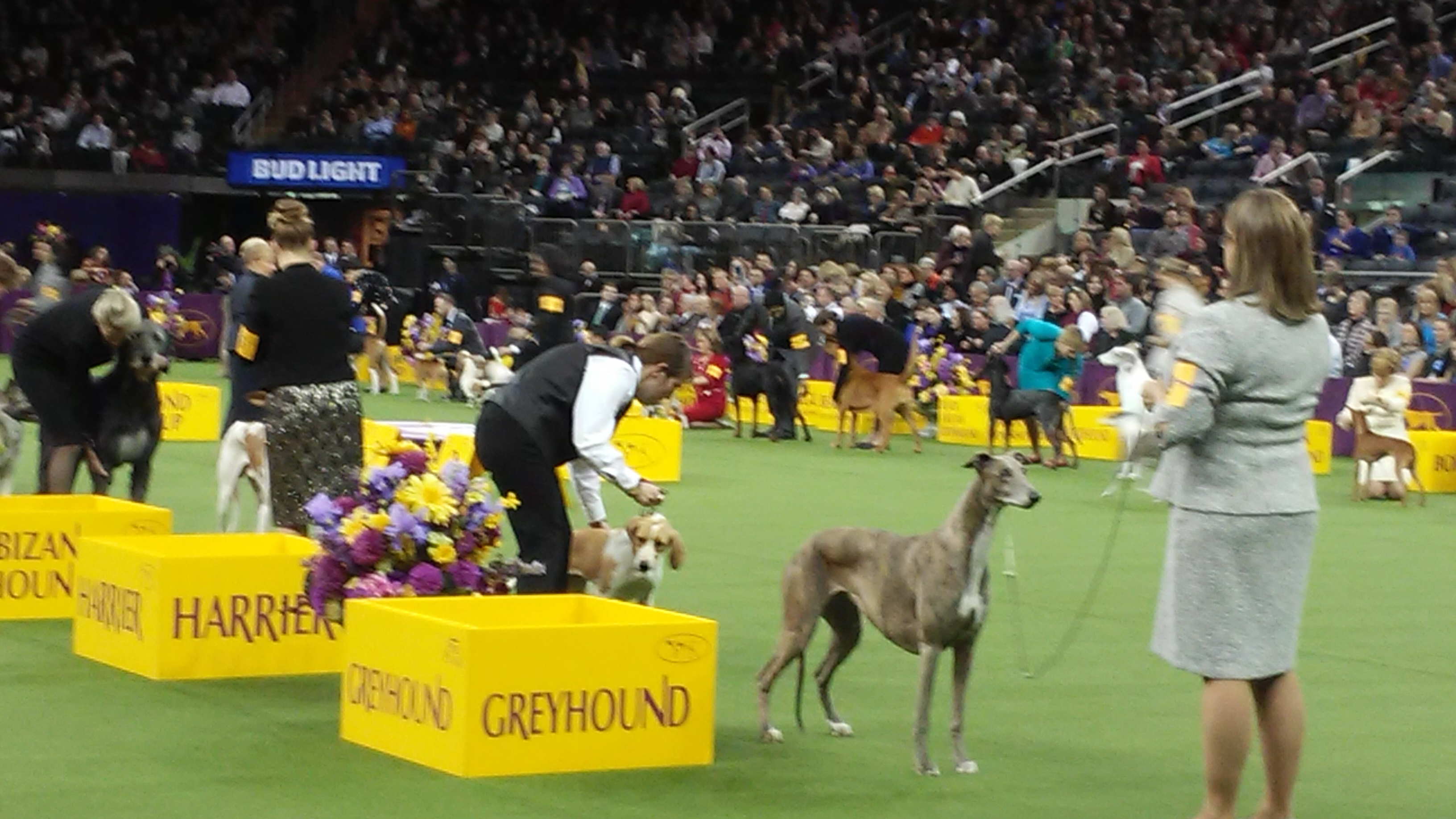 Westminster Dog Show 2017