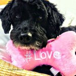 dog with stuffed toy