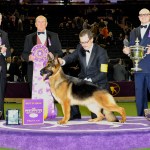 Westminster Best of Show German Shepherd