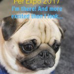 Canadian Pet Expo - pug www.dogtrotting.net