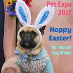 cute dog with rabbit ears at Spring Canadian Pet Expo 2017