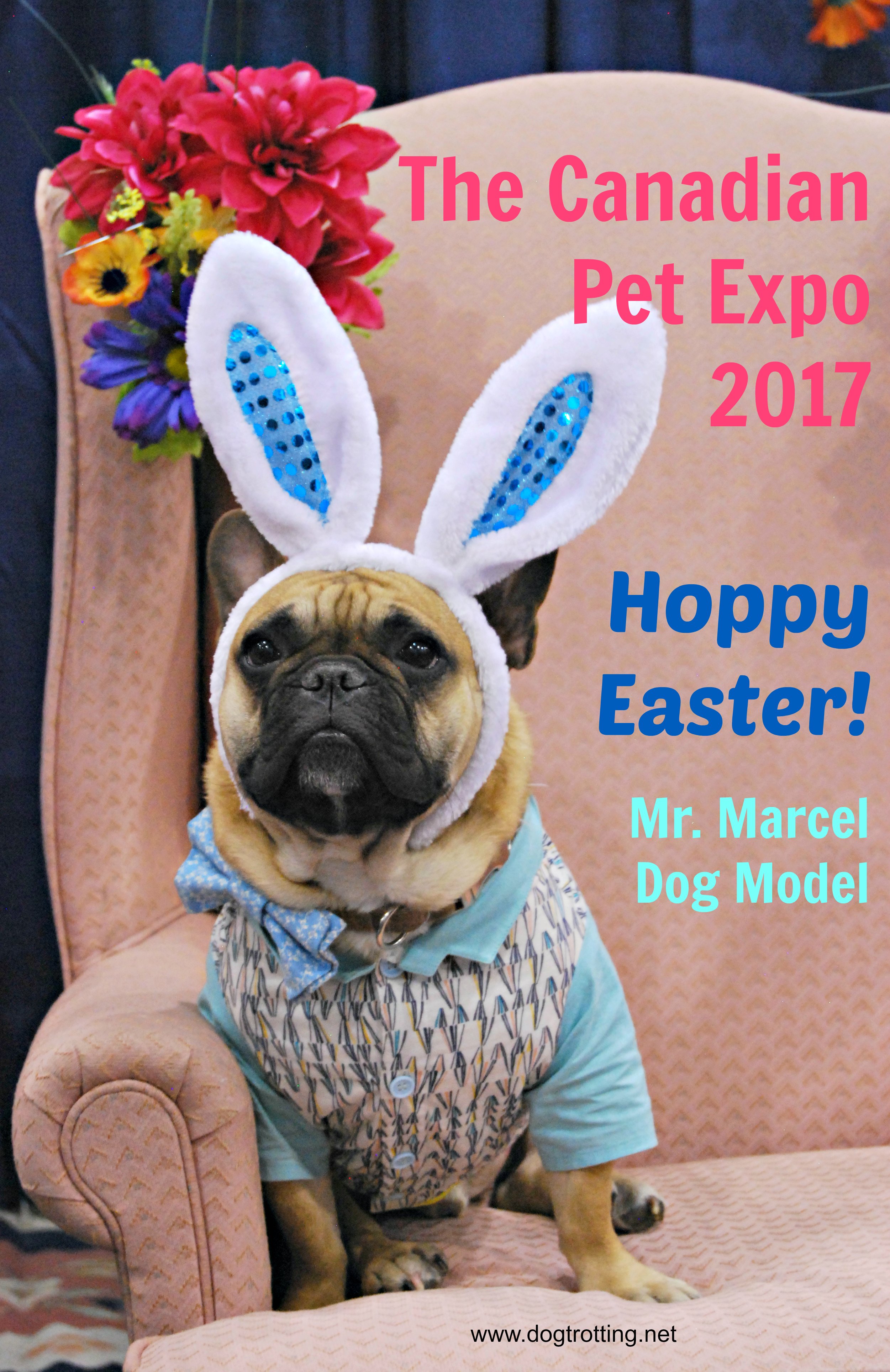 cute dog with rabbit ears at Spring Canadian Pet Expo 2017
