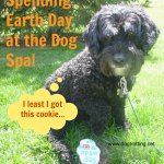 Dog Victor Celebrating Earth Day at the dog spa