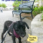 dog shopping at Bridge Street Town Center, Huntsville, Alabama