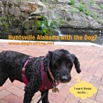 Dog by Big Spring Huntsville Alabama