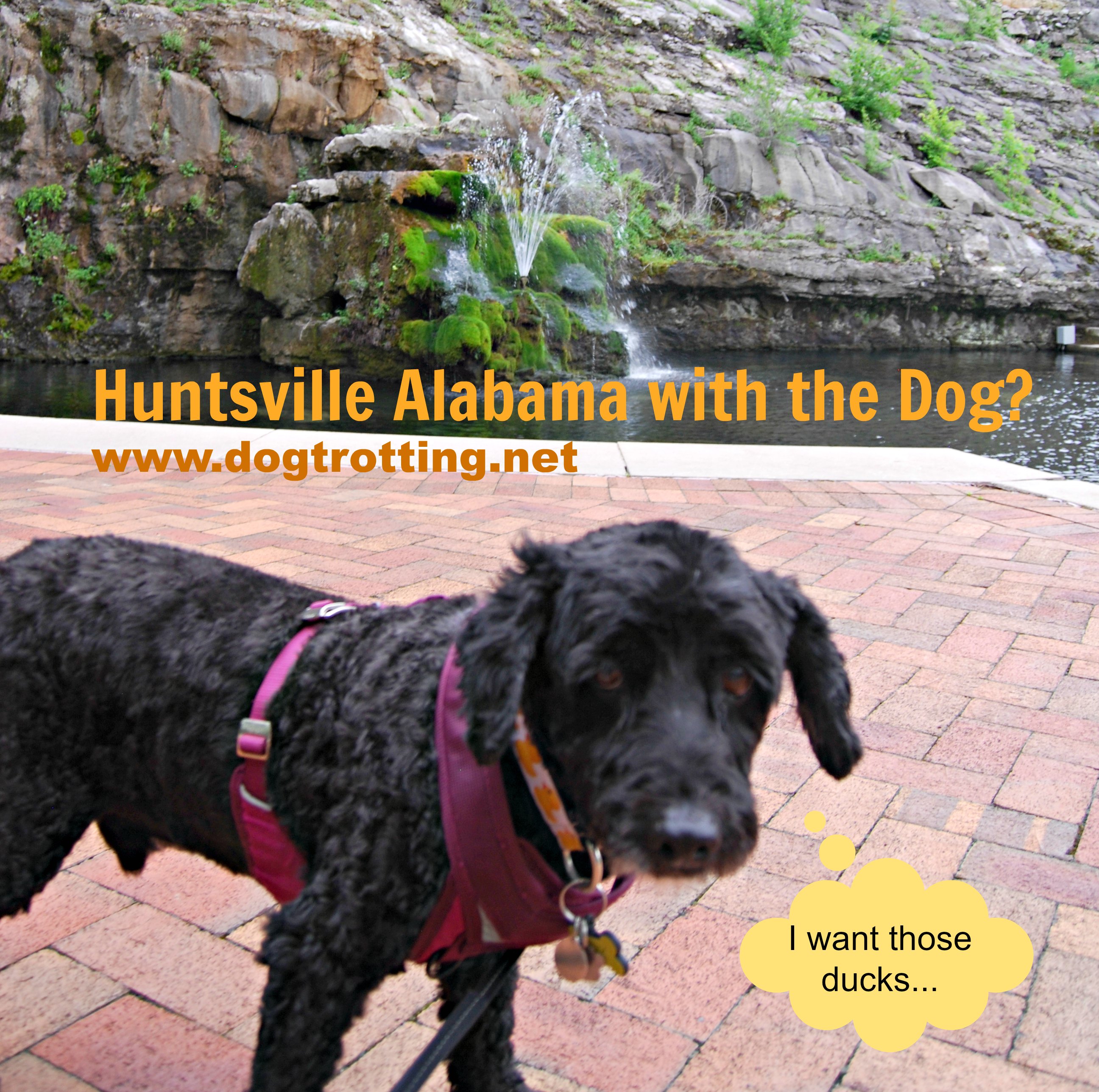 Dog by Big Spring Huntsville Alabama