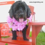 Dog at Caledonia Canada Day 150 Festival
