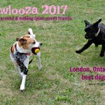Dogs at Pawlooza 2017 dogtrotting.net
