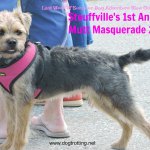 dog at Stouffville's Mutt Masquerade 2017 dogtrotting.net