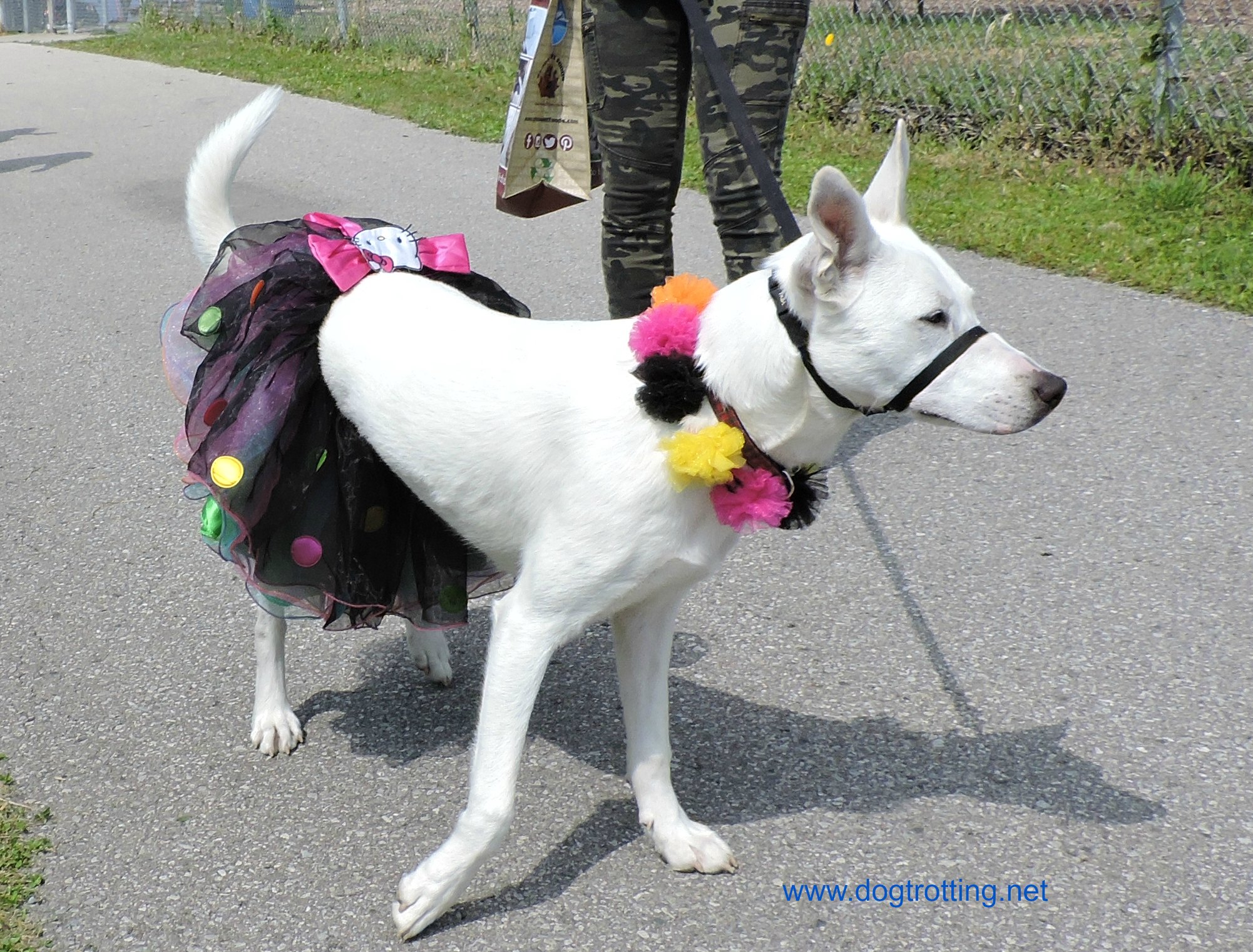 Stouffville dog 3 Dog Trotting
