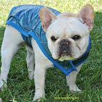 Frenchie at dog show