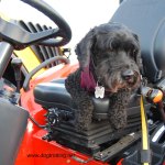 dog on tractor at Rockton Fall Fair dogtrotting.net