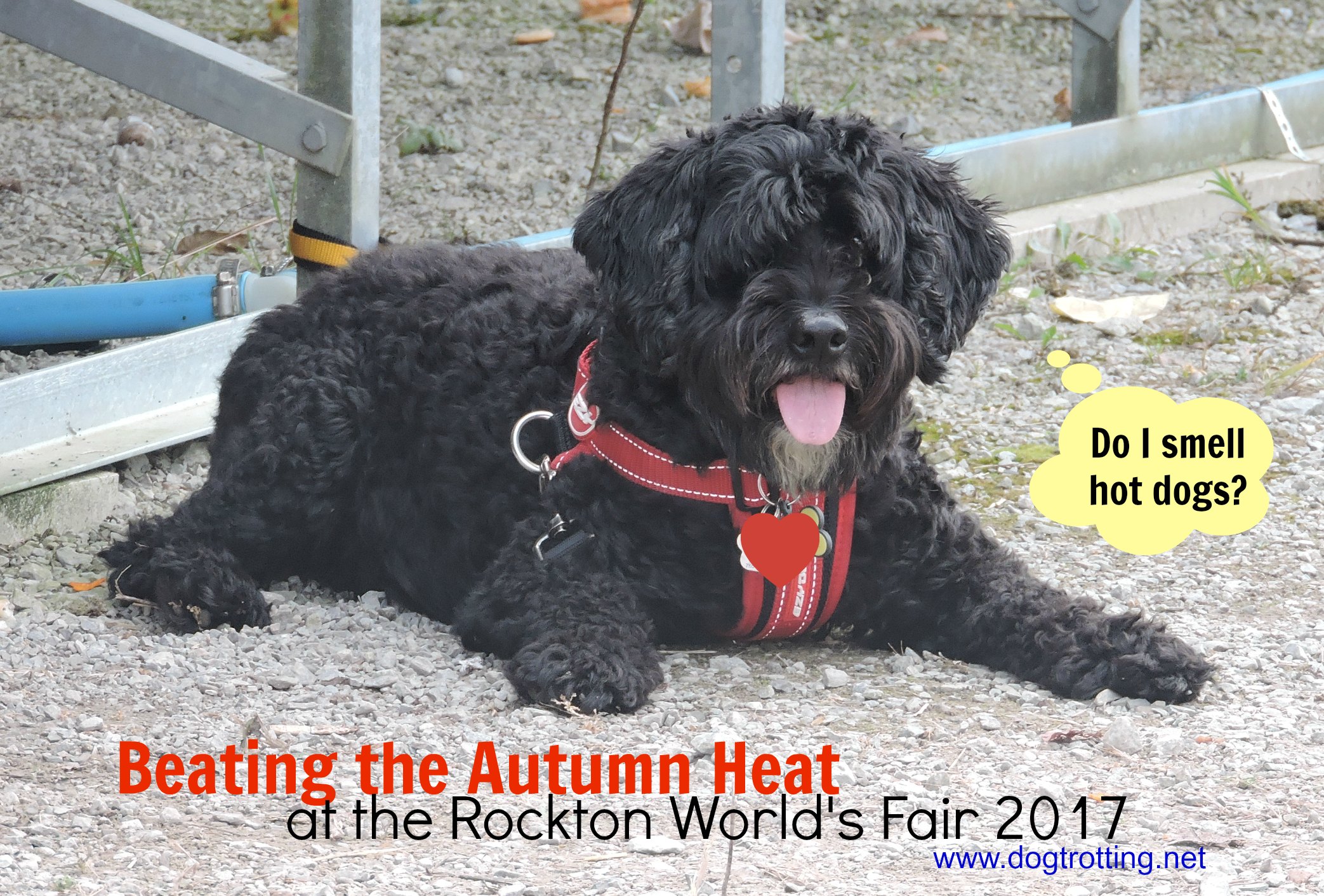 Dog at Rockton World's Fair 2017 dogtrotting.net