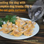 cat sniffing dog pumpkin and mint cookies