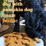 dog eating pumpkin cookies