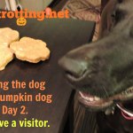 dog with homemade pumpkin dog treats
