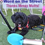 Dog with Messy Mutts travel water bottle at Word on the Street