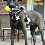 Dog with GoDog toy