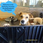 Dog standing over gate at Kentucky Humane Society Eastpoint Pet Resort