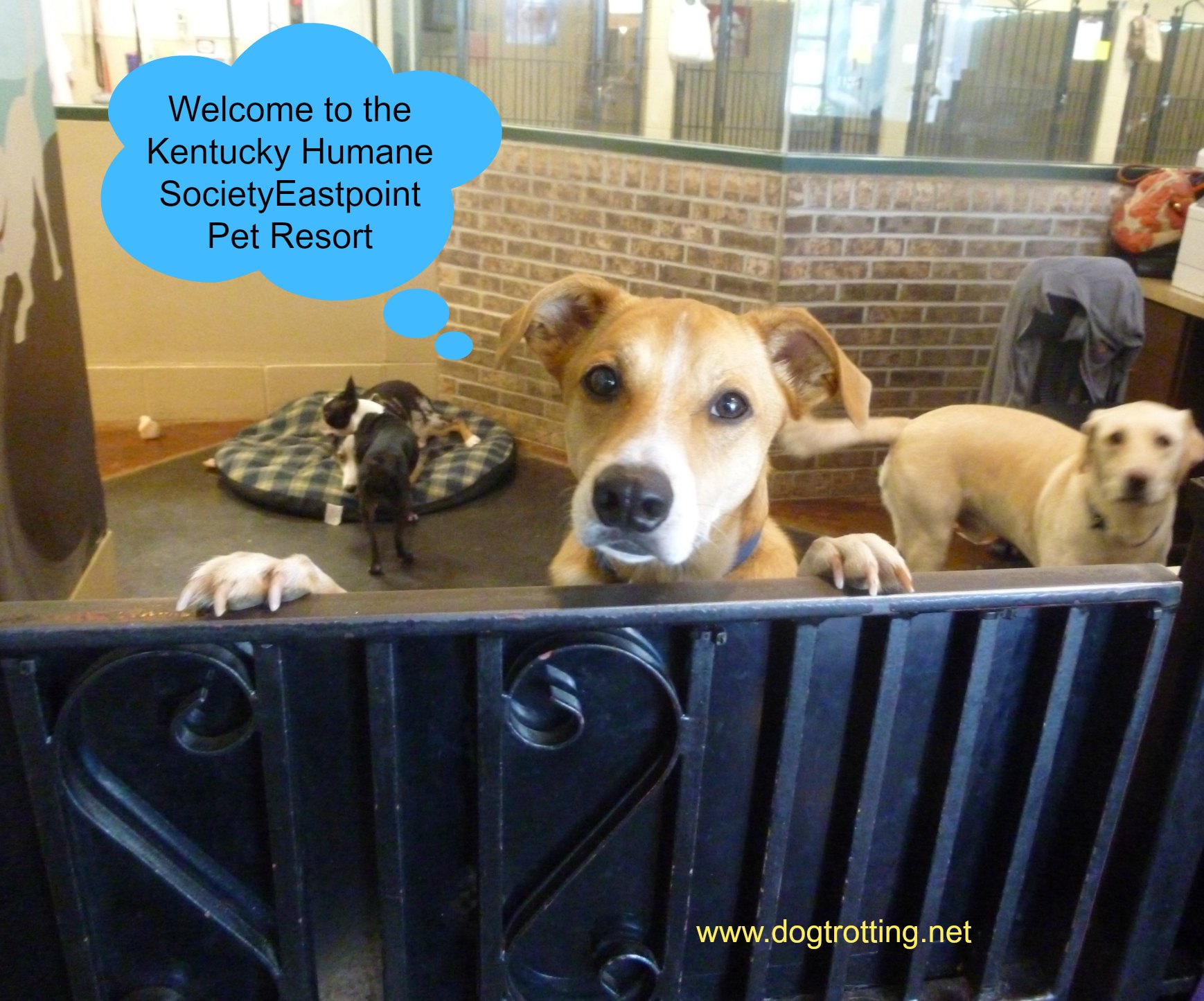 Dog standing over gate at Kentucky Humane Society Eastpoint Pet Resort