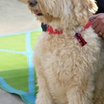 dog at Dog Day on Family Day at Terra Greenhouses, Ontario