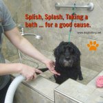 dog in self bath during fundraiser