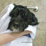 dog in self bath during fundraiser