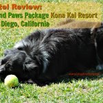black dog with ball - Kona Kai dog-friendly resort review