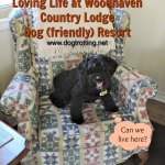 dog on chair at cottage