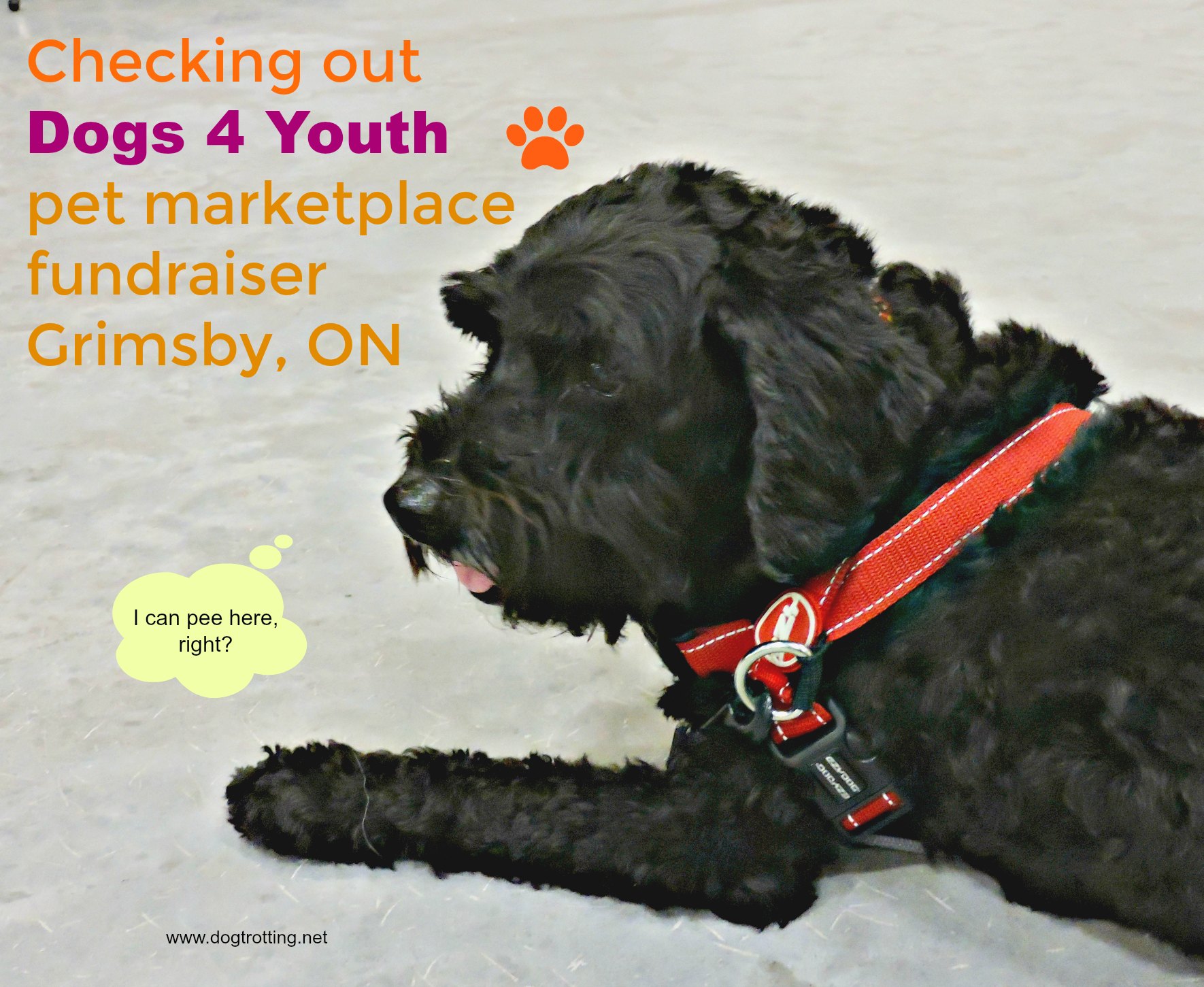 black dog at Dogs 4 Youth pet event, Grimsby, Ontario