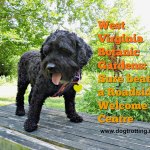 Dog at West Virginia Botanic Gardens